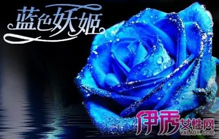 蓝玫瑰多少钱一朵 | 蓝色妖姬的花语及价