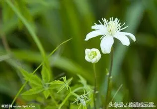 鲜花之美，邻家女孩之美，美的本质是一样的吗？