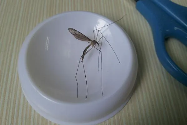 为啥蚊子总是喜欢叮你，真的与血型有关？还是你颜值太高？