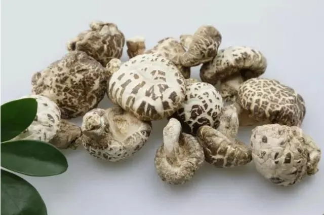 吃椴木花菇有哪些好处，你知道吗？