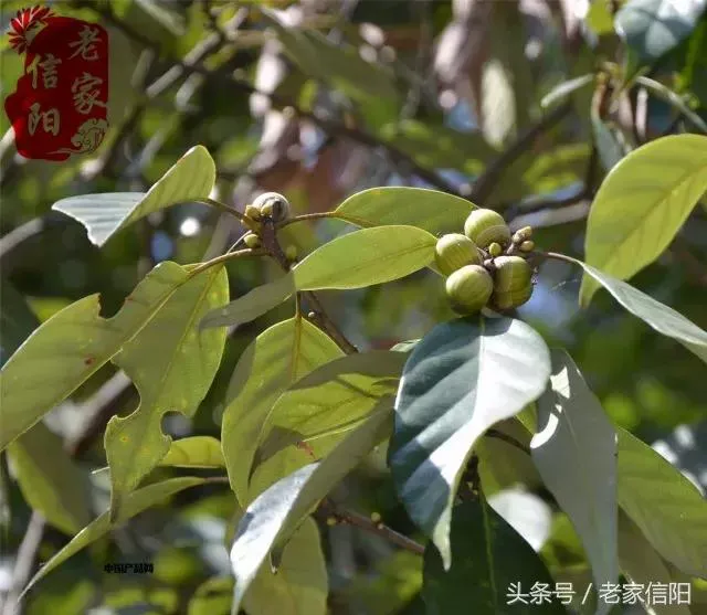 信阳的橡子粉，是我记忆深处的老家味道！