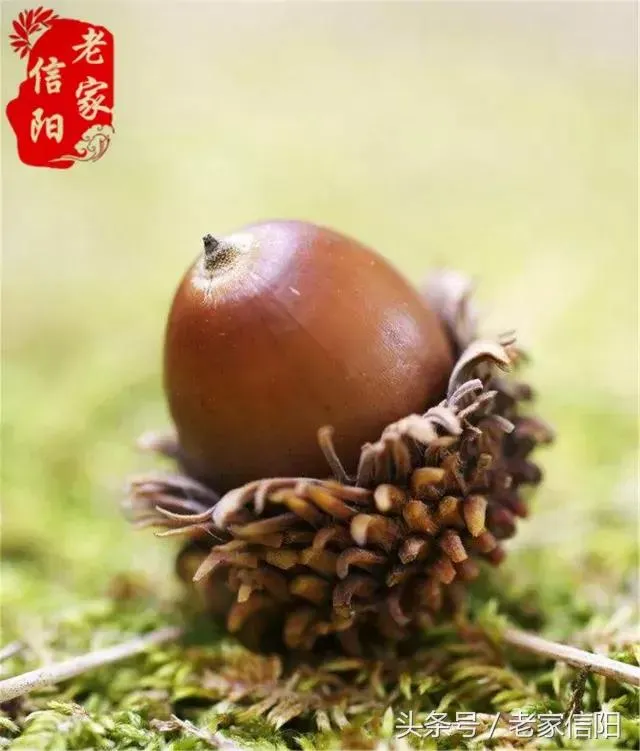 信阳的橡子粉，是我记忆深处的老家味道！