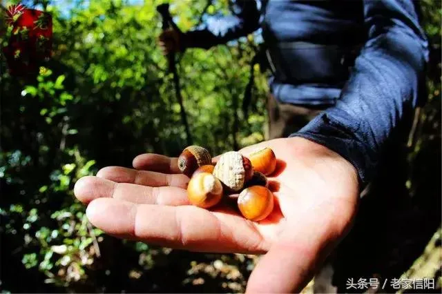 信阳的橡子粉，是我记忆深处的老家味道！