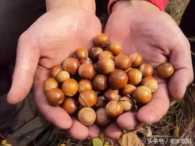 信阳的橡子粉，是我记忆深处的老家味道！