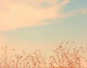 成都垃圾分类草案(成都垃圾分类活动)