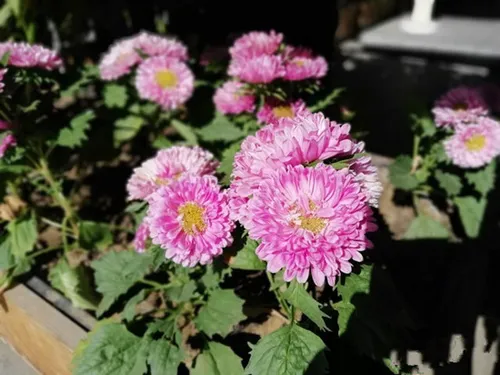华为麦芒6+