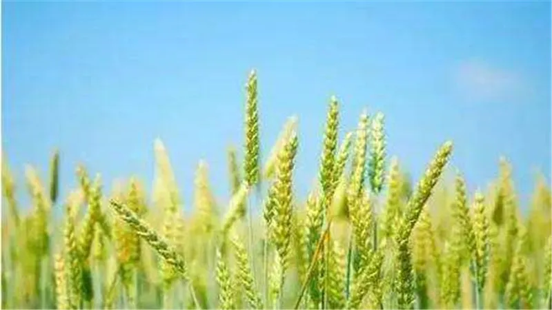 小麦托市是什么意思