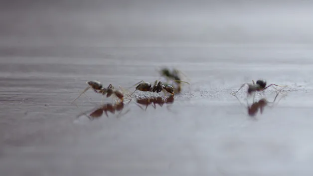 家里有蚂蚁怎么办