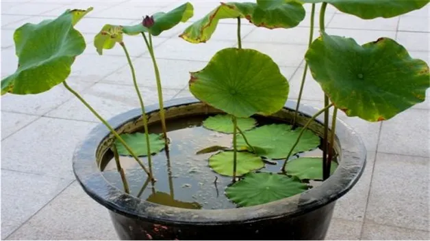 荷花缸里有虫子怎么办