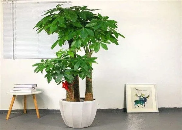 客厅发财树