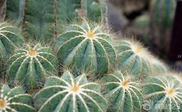 卫生间适合放什么植物 卫生间适合放什么植物