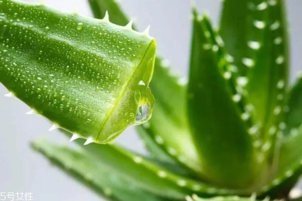 芦荟做面膜的正确方法 芦荟面膜配方
