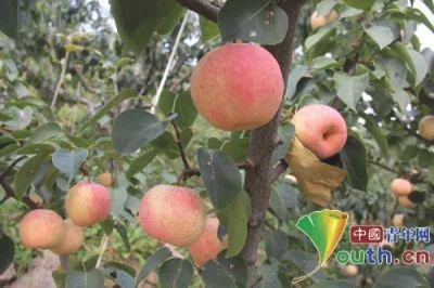 茅山后佛见喜梨