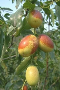 郎家园枣