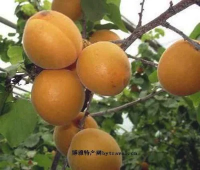 水晶杏