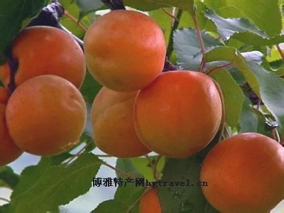 北寨红杏