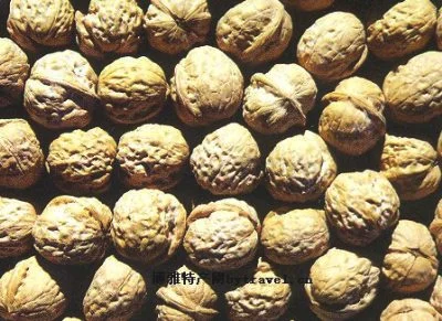 黄花山核桃