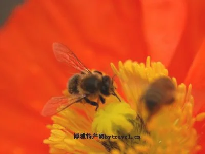 山区蜂蜜