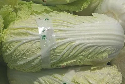 天津大白菜