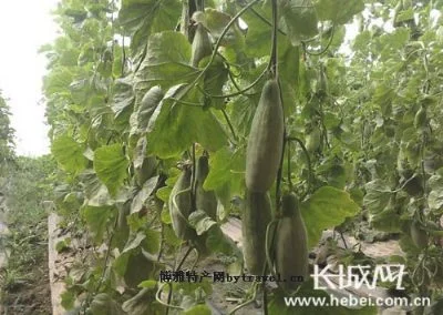 青县羊角脆