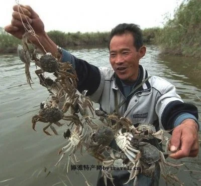 白洋淀河蟹