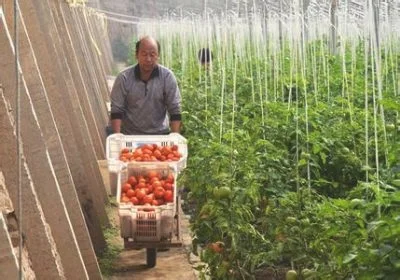 襄陵西红柿