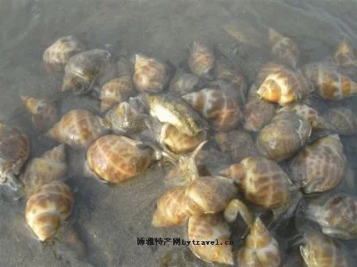 黄螺