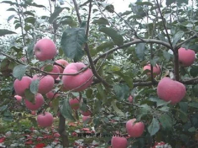 西堡村水果