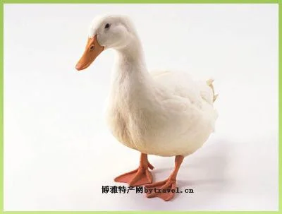 台安肉鸭