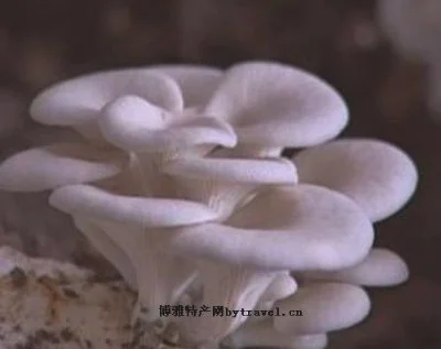 伊通香白蘑