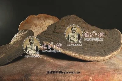 野生裂蹄层孔菌