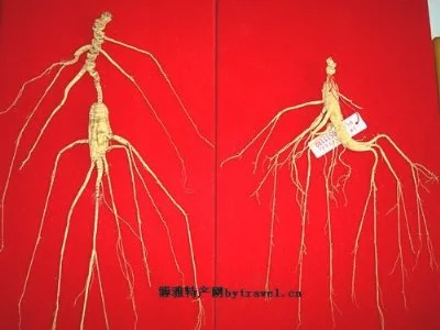 抚松林下山参