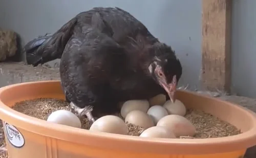知道： 母鸡产蛋时为什么要放一个引蛋？
