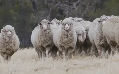 知道：绵羊群里为什么会放几只山羊？