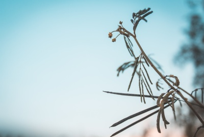 北京的春节课文全解